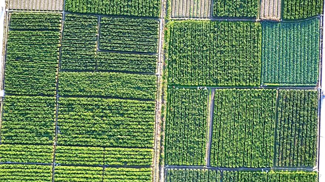 近年來(lái)，華安縣沙建鎮(zhèn)持續(xù)推進(jìn)現(xiàn)代特色農(nóng)業(yè)核心示范園建設(shè)，推動(dòng)優(yōu)勢(shì)特色產(chǎn)業(yè)多元化發(fā)展現(xiàn)代化農(nóng)業(yè)。華安縣沙建鎮(zhèn)人民政府供圖