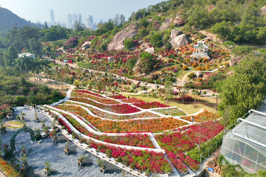 盛開的三角梅為青綠山谷鋪上一層絢麗多彩的“花毯”。許秋珩攝