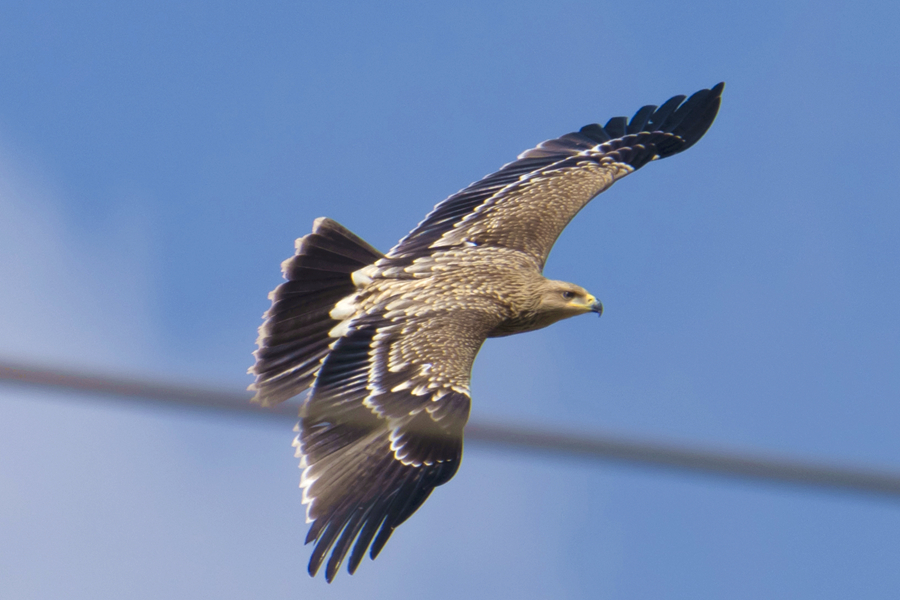 本次被發(fā)現(xiàn)的白肩雕為亞成鳥。金楠攝