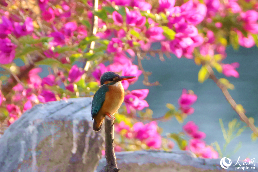 廈門市筼筜湖畔，一只普通翠鳥在三角梅堤岸邊覓食。人民網(wǎng)記者 陳博攝