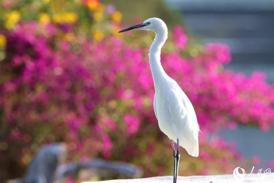 廈門市西堤觀鳥長廊三角梅花開，“市花+市鳥”交映成畫，別有一番風(fēng)趣。人民網(wǎng)記者 陳博攝