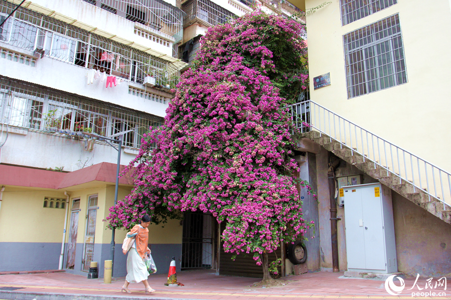 廈門市湖里區(qū)金鼎巷的三角梅“瀑布”。人民網(wǎng)記者 陳博攝