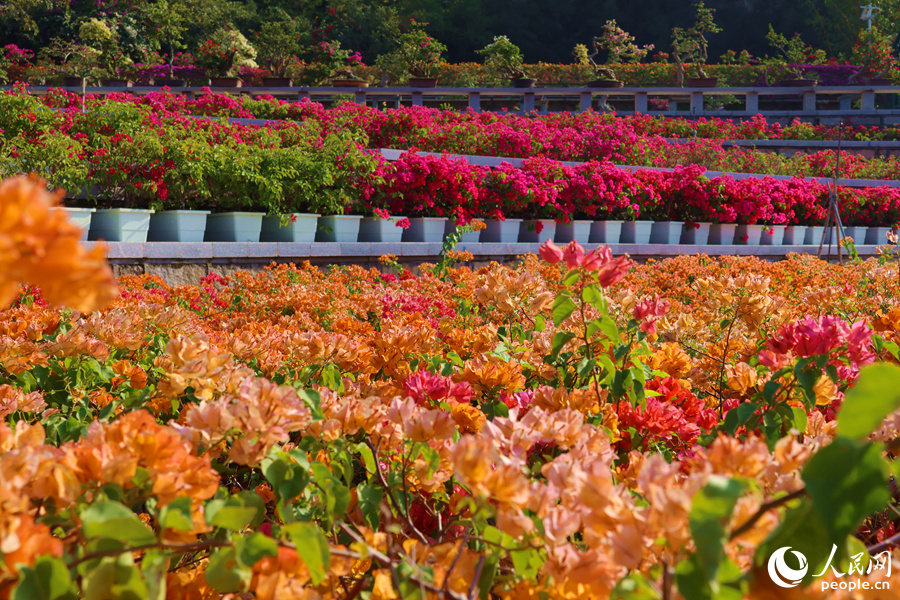 在廈門市園林植物園中的國家三角梅種質(zhì)資源庫，數(shù)百種三角梅呈梯田狀分布，連片成花海。人民網(wǎng)記者 陳博攝