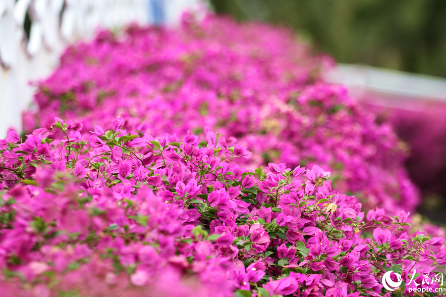 廈門島內(nèi)外多座天橋都種滿了三角梅，冬日開花充滿生機活力。人民網(wǎng)記者 陳博攝