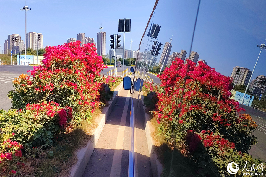 廈門市翔安區(qū)綠化帶中的三角梅映在過往車輛的窗戶上。人民網(wǎng)記者 陳博攝