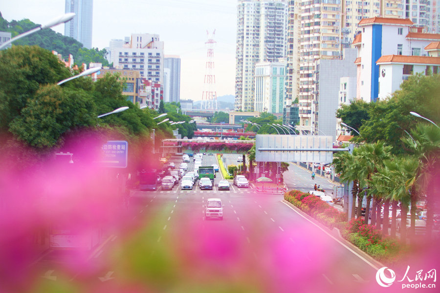 廈門市東渡路上的三角梅天橋。人民網(wǎng)記者 陳博攝