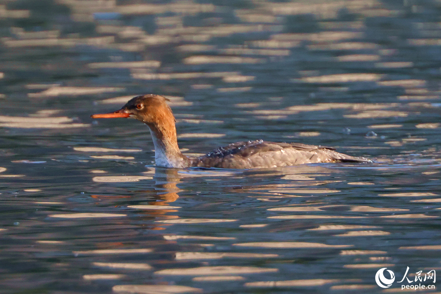 在廈門市思明區(qū)筼筜湖中現(xiàn)身的紅胸秋沙鴨。人民網(wǎng)記者 陳博攝