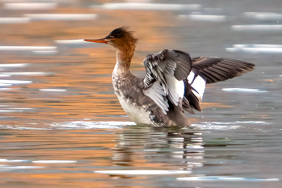 紅胸秋沙鴨枕部的羽冠造型獨(dú)特，惹人喜愛。張?zhí)壹t攝