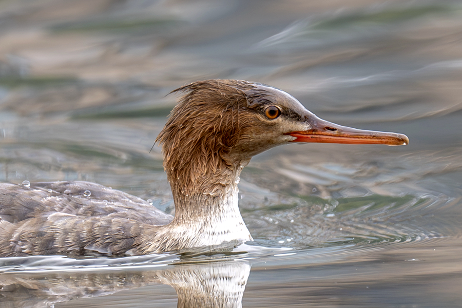 紅胸秋沙鴨嘴細(xì)長而帶鉤，善于捕食魚類。陳浩攝