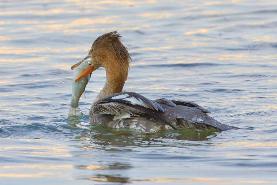 捕魚成功的紅胸秋沙鴨。廖昕攝