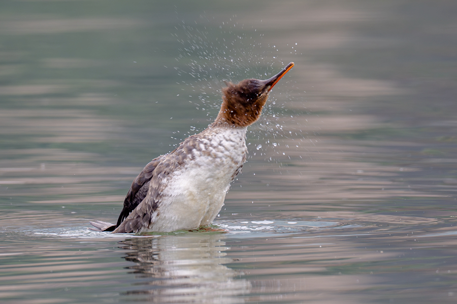 紅胸秋沙鴨晃動(dòng)頭部，將羽毛上的水珠甩開。陳浩攝