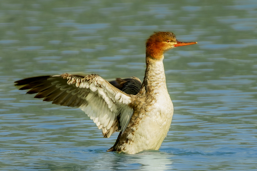 朝向夕陽張開翅膀的紅胸秋沙鴨。江玲攝
