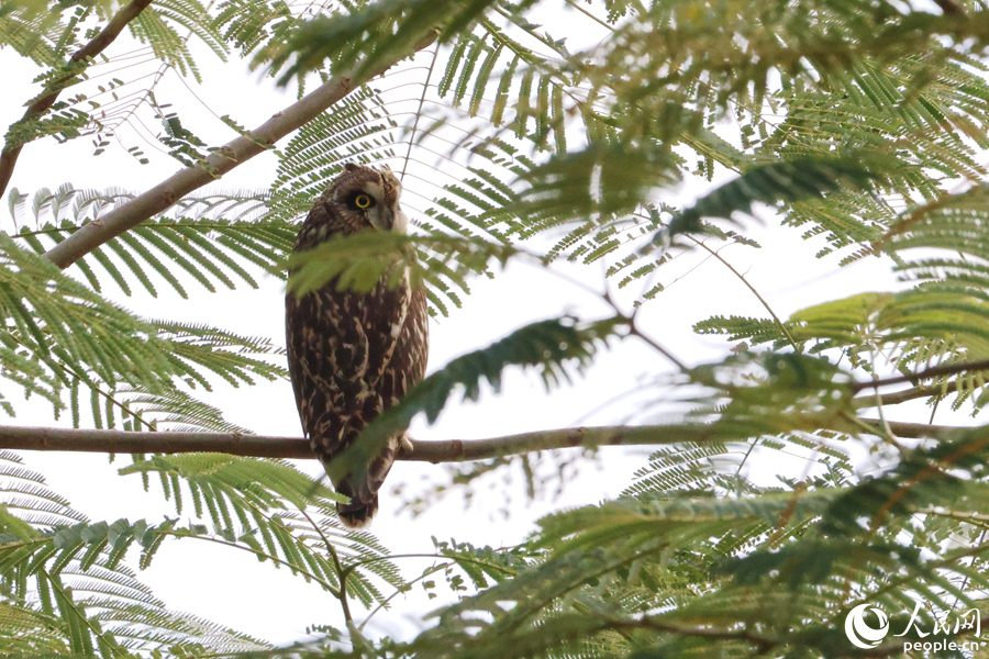 在樹上停留的短耳鸮。人民網(wǎng)記者 陳博攝