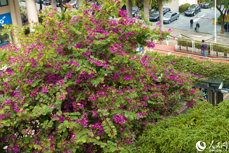 廈門市湖濱南路天橋旁的洋紫荊繁花滿樹。人民網(wǎng)記者 陳博攝