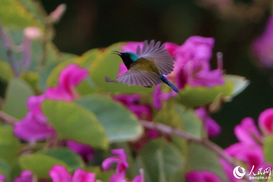 色彩艷麗的雄性叉尾太陽鳥在洋紫荊花枝頭飛舞。人民網(wǎng)記者 陳博攝