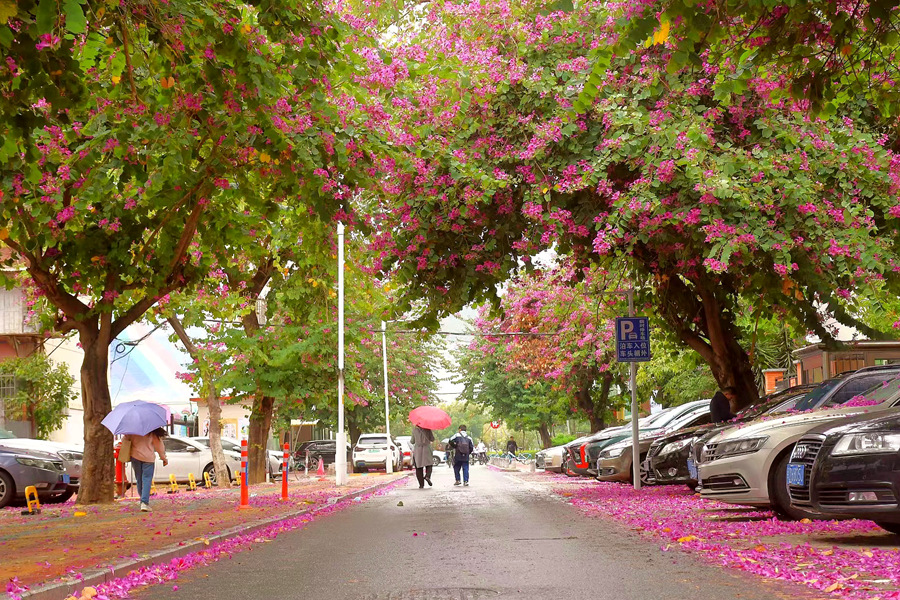 廈門市檳榔西里的洋紫荊樹落英繽紛。楊金木攝