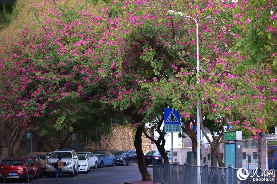 廈門市石亭路的洋紫荊林蔭道。人民網(wǎng)記者 陳博攝