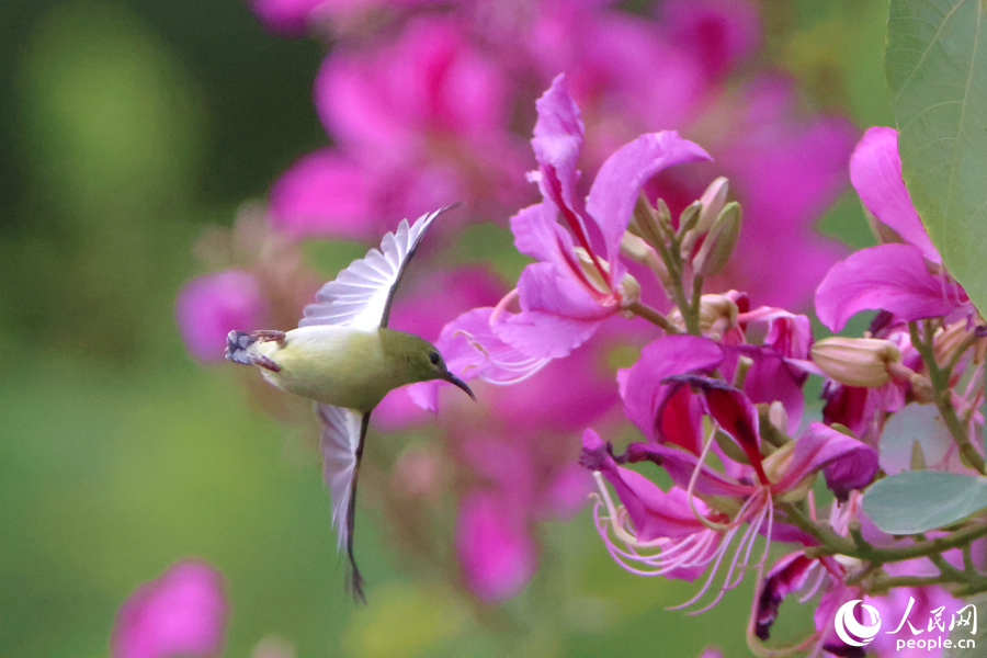 雌性叉尾太陽鳥在洋紫荊花枝頭展翅。人民網(wǎng)記者 陳博攝