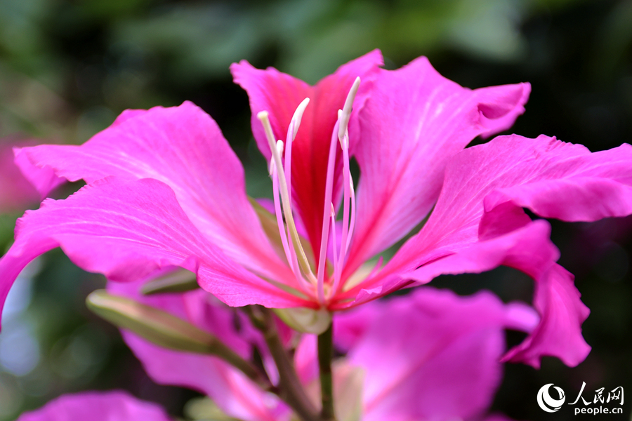 洋紫荊的花期為11月至明年3月。人民網(wǎng)記者 陳博攝