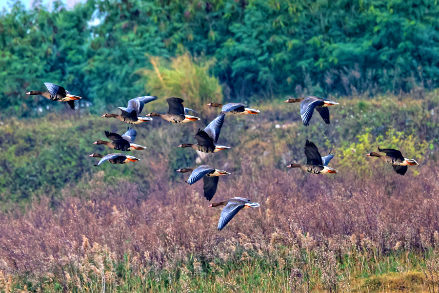廈門馬鑾灣濕地迎來國家二級保護(hù)動物白額雁。陶卉攝