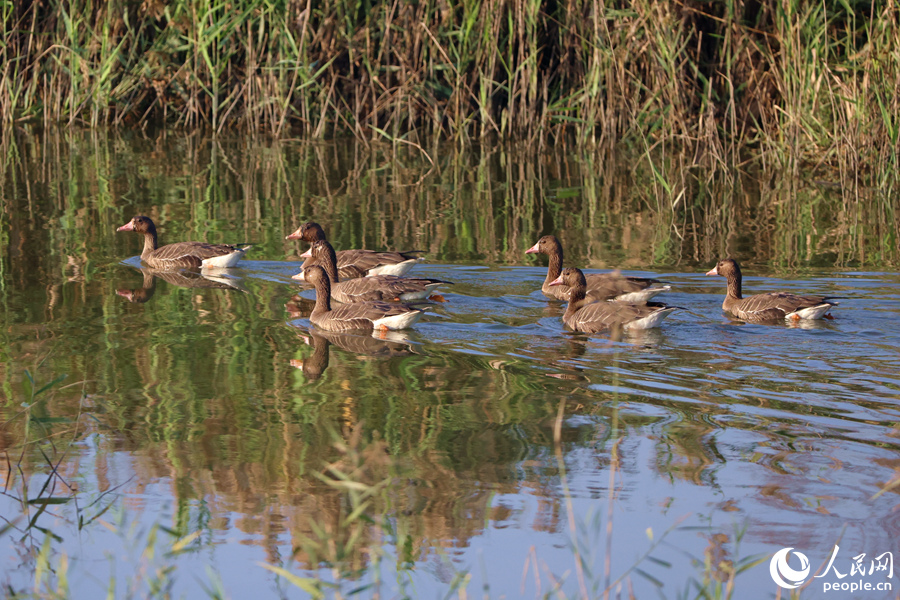 白額雁在廈門馬鑾灣濕地水渠中巡游。人民網(wǎng)記者 陳博攝