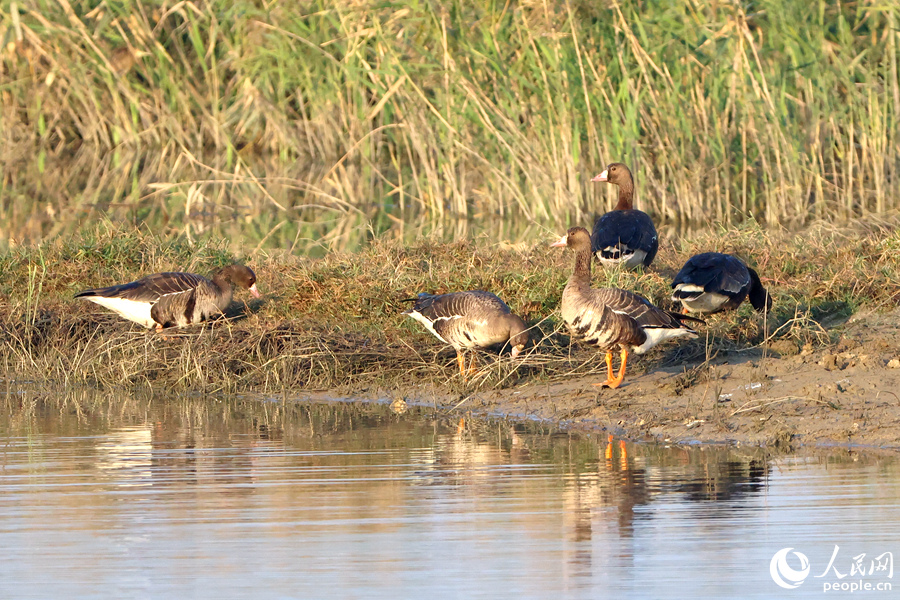 組隊覓食時，負(fù)責(zé)放哨的白額雁時刻保持警惕。人民網(wǎng)記者 陳博攝