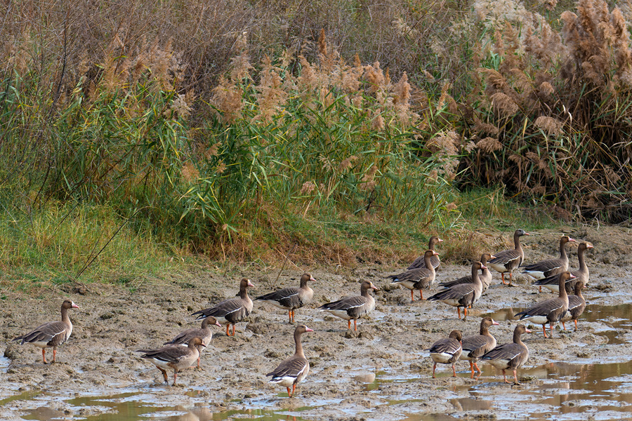 成群白額雁在灘涂上漫步。周龍杰攝