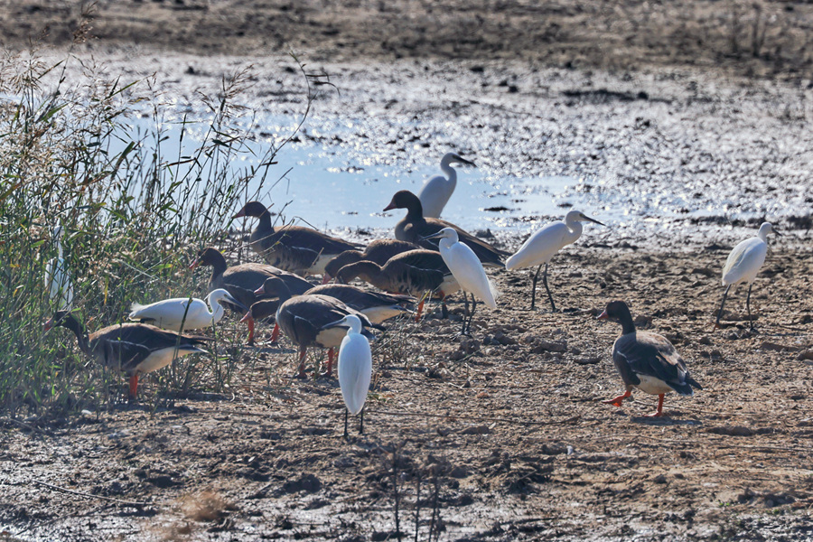 白額雁和白鷺在灘涂草洲間覓食。陶卉攝