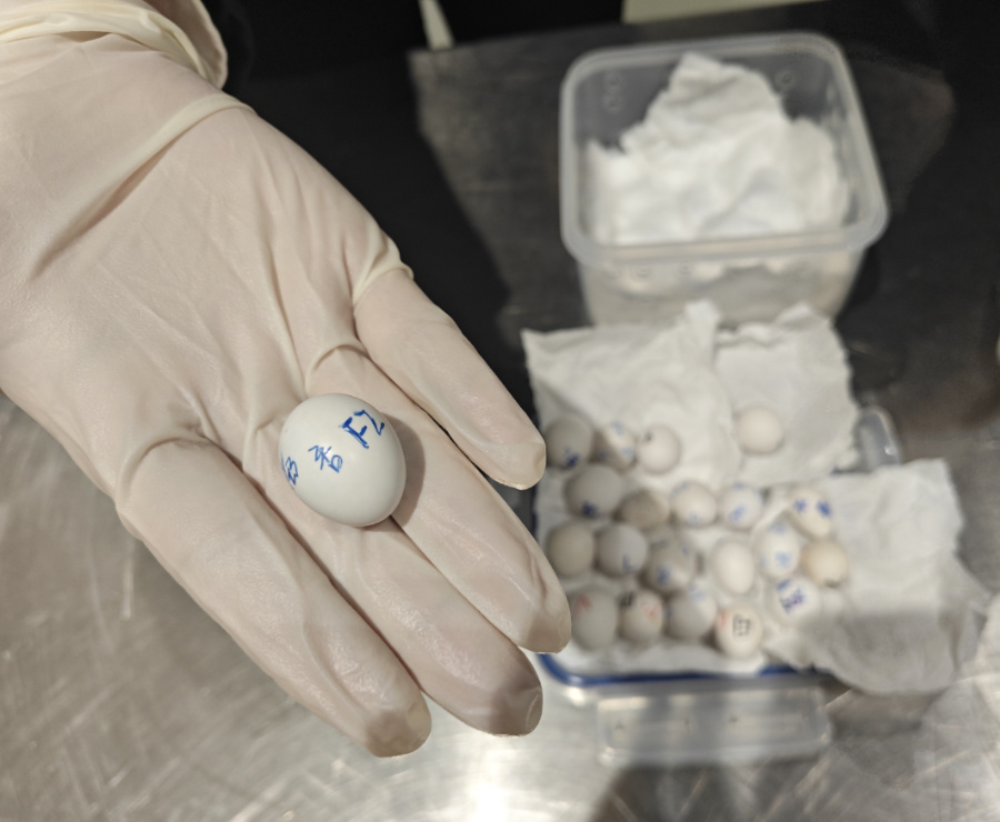 經(jīng)查，此次截獲的21枚禽蛋為黑帽錐尾鸚鵡蛋，屬于瀕危物種。陳瀚攝