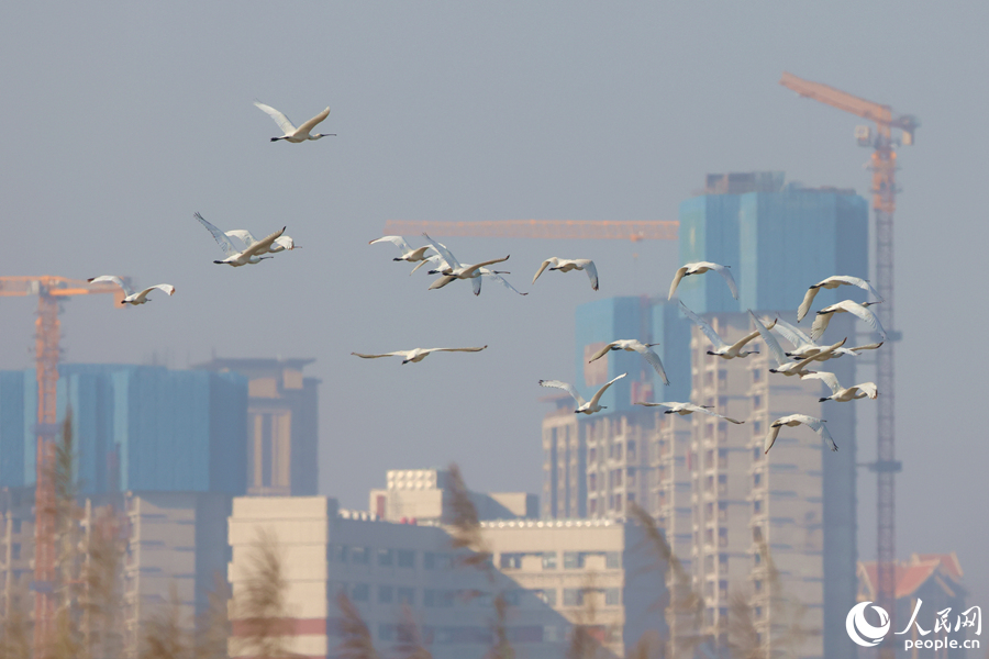 琵鷺群穿行于城市樓宇之間。人民網(wǎng)記者 陳博攝
