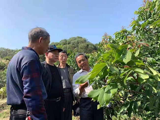 銀發(fā)人才俞祖興等人深入田間地頭傳授經(jīng)驗(yàn)。福清市委老干部局供圖