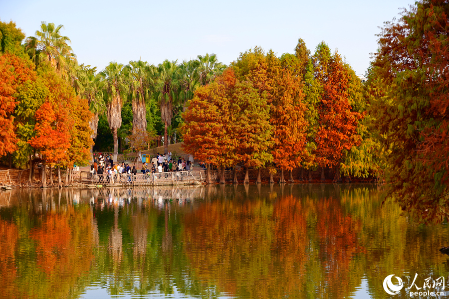 廈門園林博覽苑落羽杉“換裝”宛如油畫。人民網(wǎng)記者 陳博攝