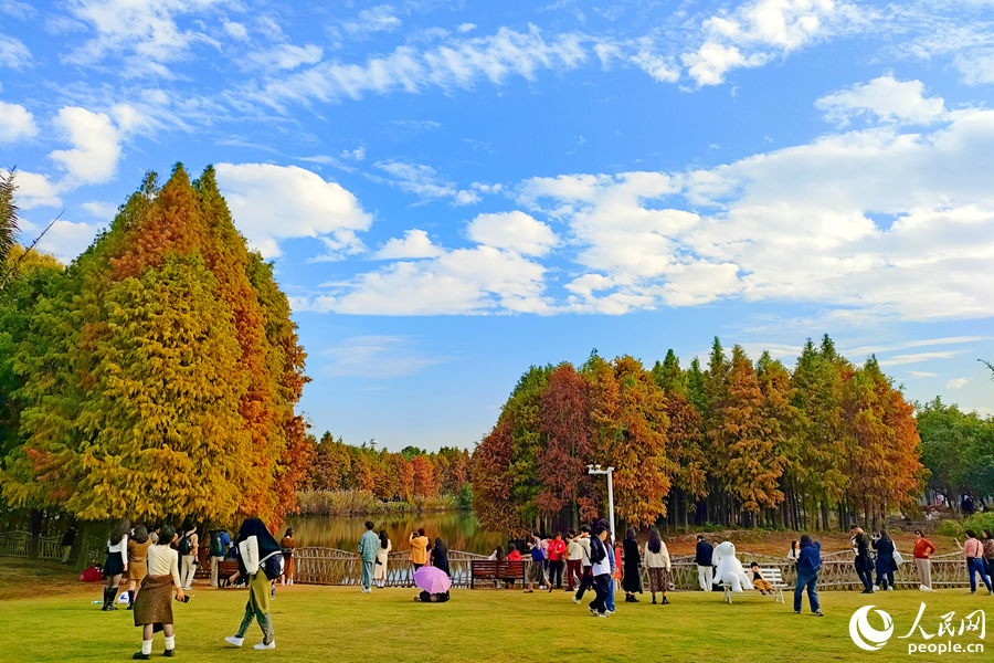 市民游客在落羽杉林旁的草坪上露營賞景。人民網(wǎng)記者 陳博攝