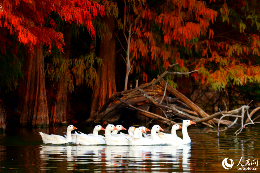 成群白鵝在落羽杉林旁的水塘中巡游。人民網(wǎng)記者 陳博攝