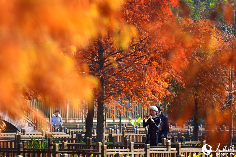 換上“新裝”的落羽杉燦若煙霞，美不勝收。人民網(wǎng)記者 陳博攝