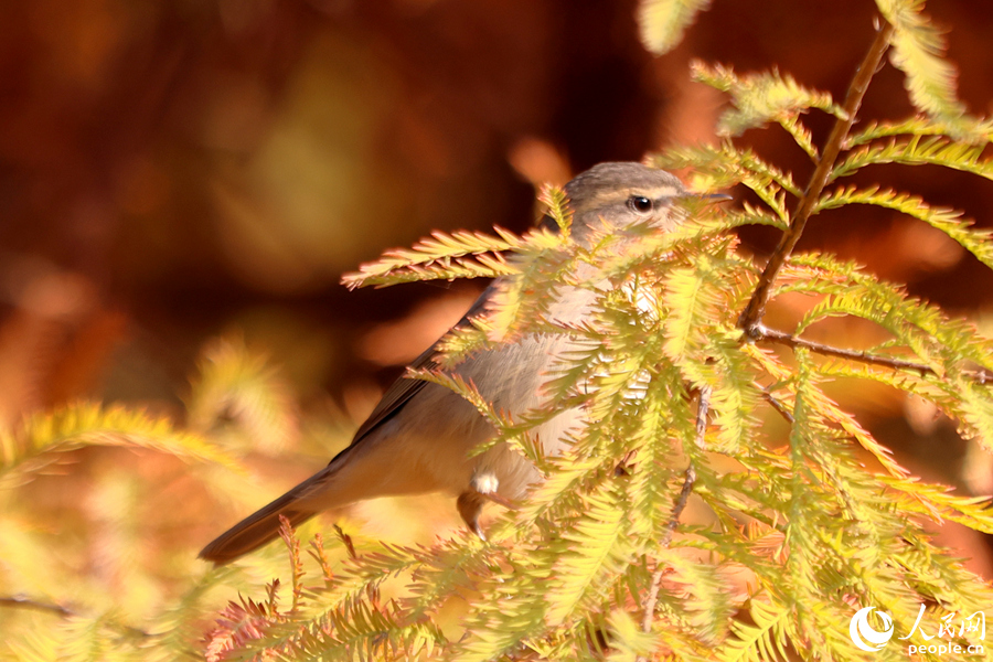 一只褐柳鶯在落羽杉枝頭鳴叫。人民網(wǎng)記者 陳博攝