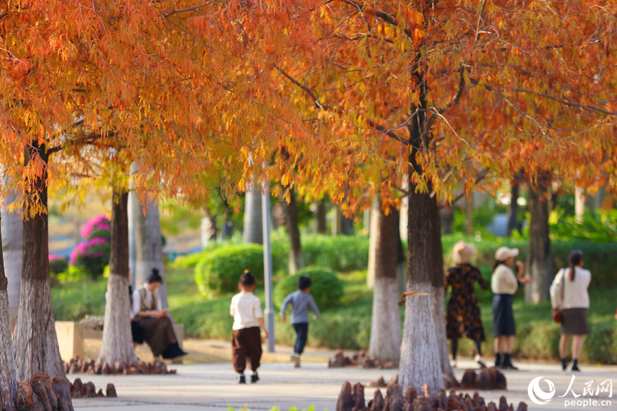 廈門園林博覽苑內(nèi)，孩童在落羽杉樹下追逐打鬧。人民網(wǎng)記者 陳博攝