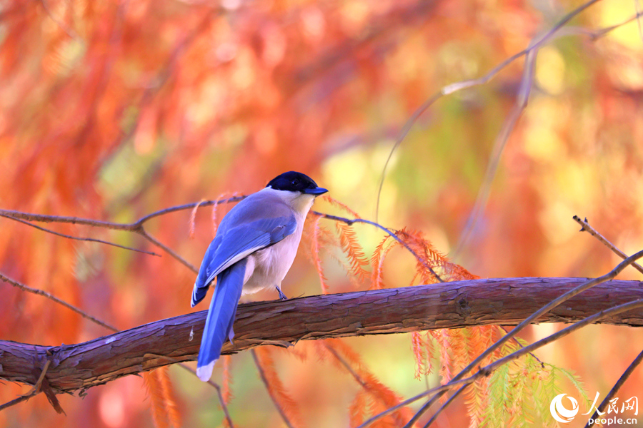 一只灰喜鵲在落羽杉枝頭停留。人民網(wǎng)記者 陳博攝