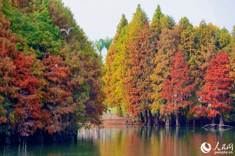一只池鷺從落羽杉林間飛過。人民網(wǎng)記者 陳博攝
