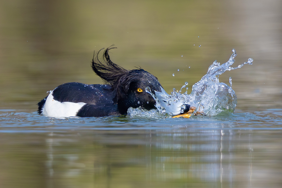 鳳頭潛鴨在湖面上覓食，頭頂獨特“辮子”清晰可見。廖昕攝