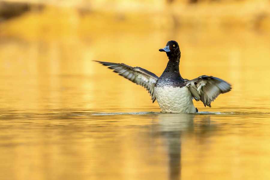 鳳頭潛鴨在金光粼粼的湖面上展翅。江玲攝