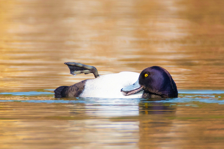 鳳頭潛鴨憨態(tài)可掬的外型十分討喜。周龍杰攝