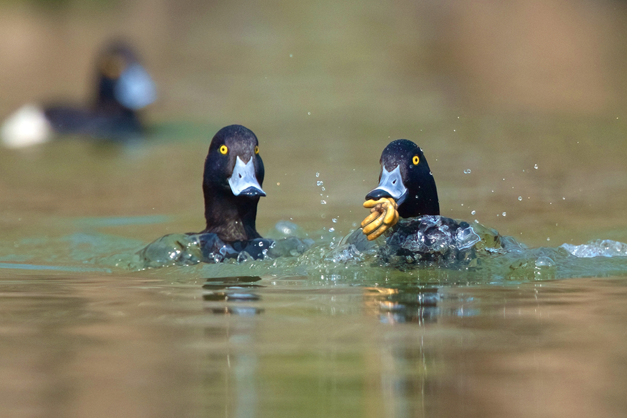覓食成功的鳳頭潛鴨引起了“同伴”的注意。廖昕攝