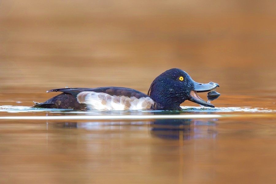 吃蛤的鳳頭潛鴨。廖昕攝