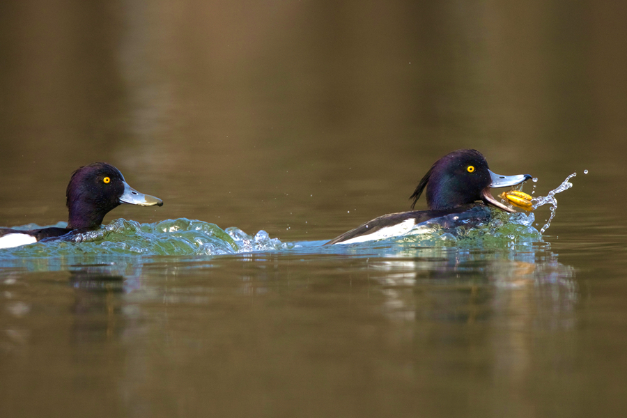 鳳頭潛鴨在湖中追逐，激起水花片片。廖昕攝
