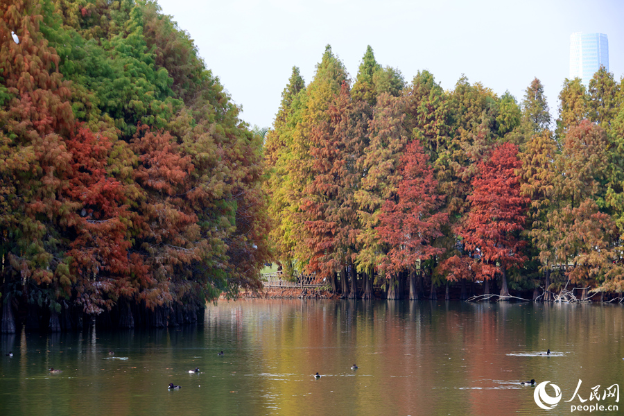 鳳頭潛鴨在落羽杉環(huán)繞的湖泊中棲居。人民網(wǎng)記者 陳博攝