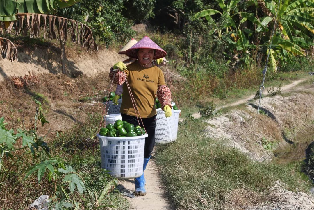 辣椒喜獲豐收。