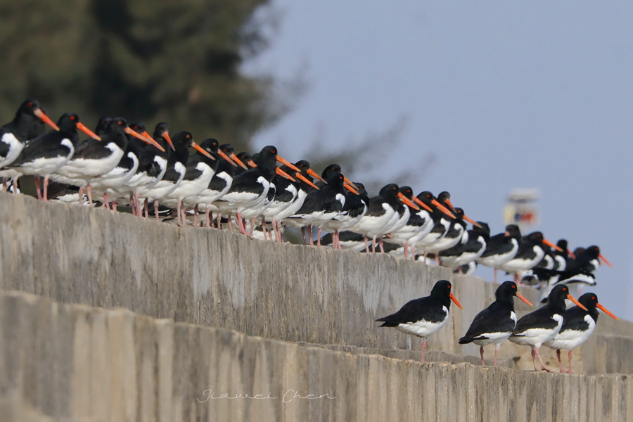 在堤壩上“排排坐”的蠣鷸鳥(niǎo)群。陳嘉偉攝