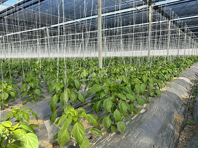 恒盛合作社尖椒種植基地。福清市港頭鎮(zhèn)供圖