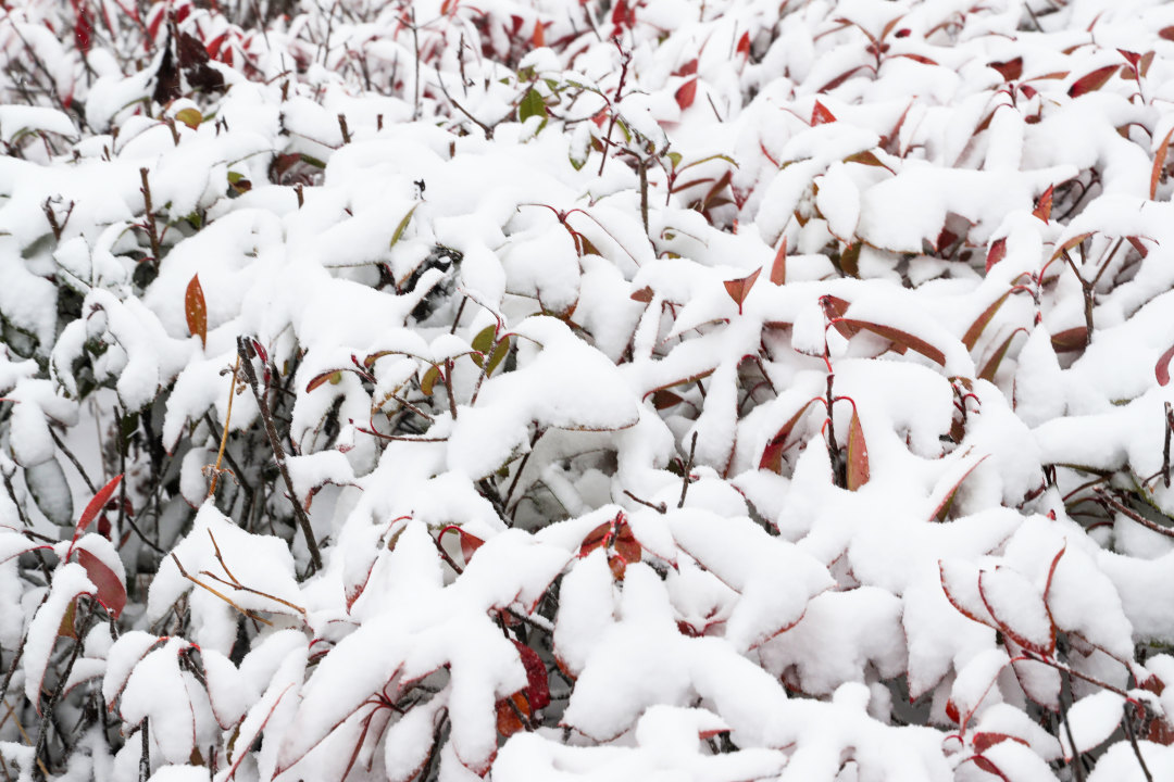 南平武夷山分水關(guān)銀裝素裹。邱汝泉攝